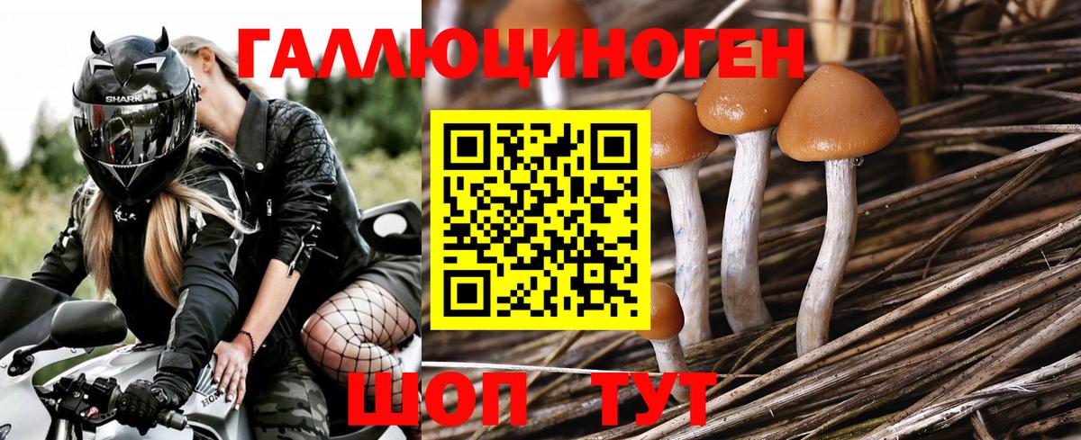 Галлюциногенные грибы Psilocybine cubensis Белорецк